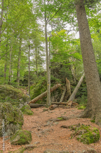 Wald mit Totholz