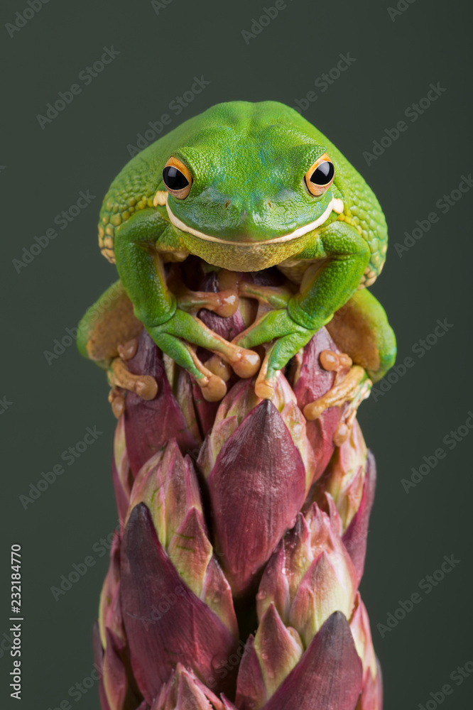 Naklejka premium White Lipped Tree Frog (Litoria infrafrenata) / White Lipped Tree Frog siedzący na tropikalnym kwiecie
