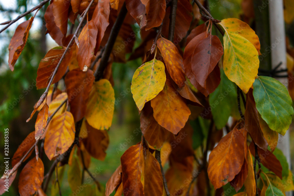 Fototapeta premium Leaves