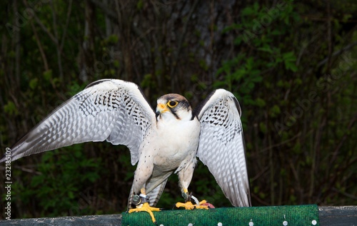 GREIFVÖGEL - Lannerfalke photo