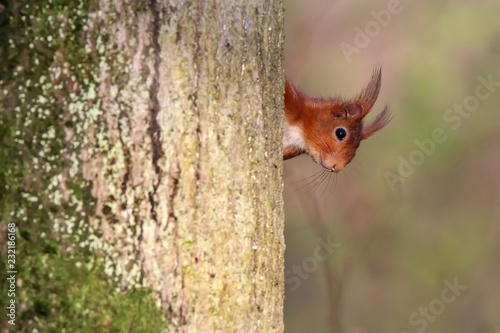 L'écureuil roux © Patrick J.
