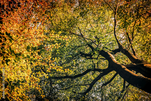 Tree canopy with autumnal colored leaves