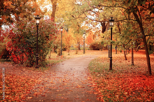 Golden autumn in a city park. Beautiful yellow and red leafs and empty alley. Amazing view with colorful autumn landscape