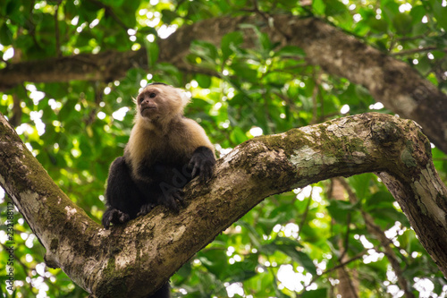 Costa Rica Jungle