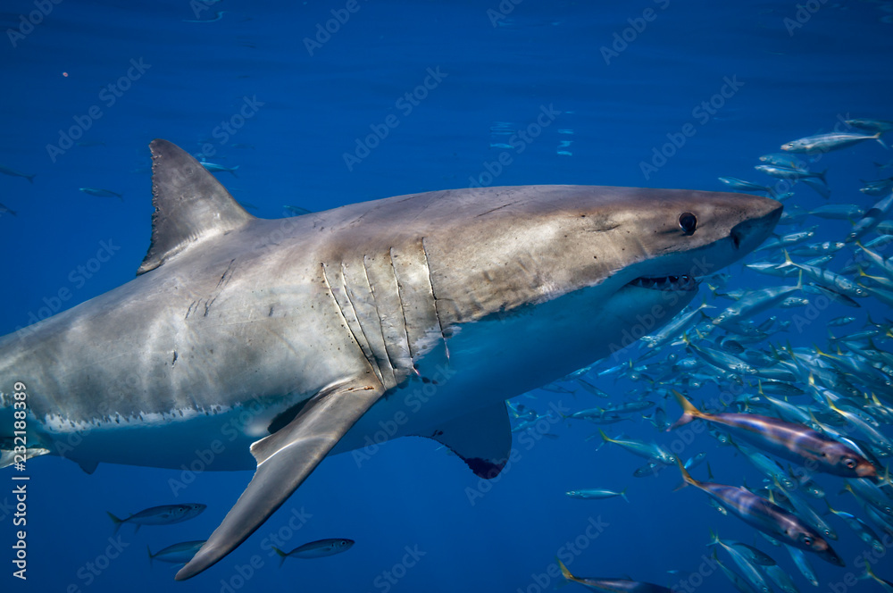 Naklejka premium Great White Shark