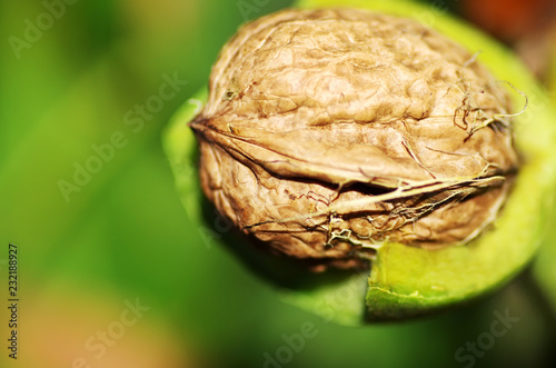 macro shot of one walnut in peel