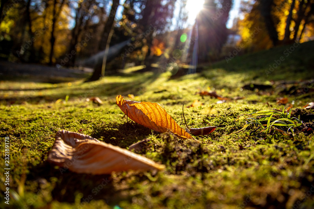 Welkes Blatt in der Sonne Welkes Blatt in der Sonne