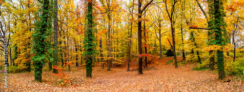 Panoramic view of deciduous forest at golden Autumn in Germany, sunset, sunny day