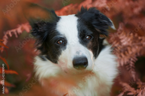 Fototapeta Naklejka Na Ścianę i Meble -  Young border collie dog in a garden