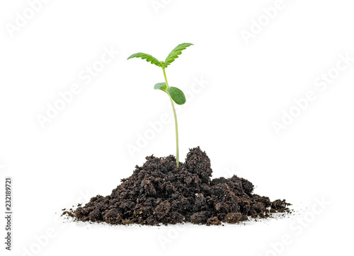 Cannabis sprout in soil humus, white background.