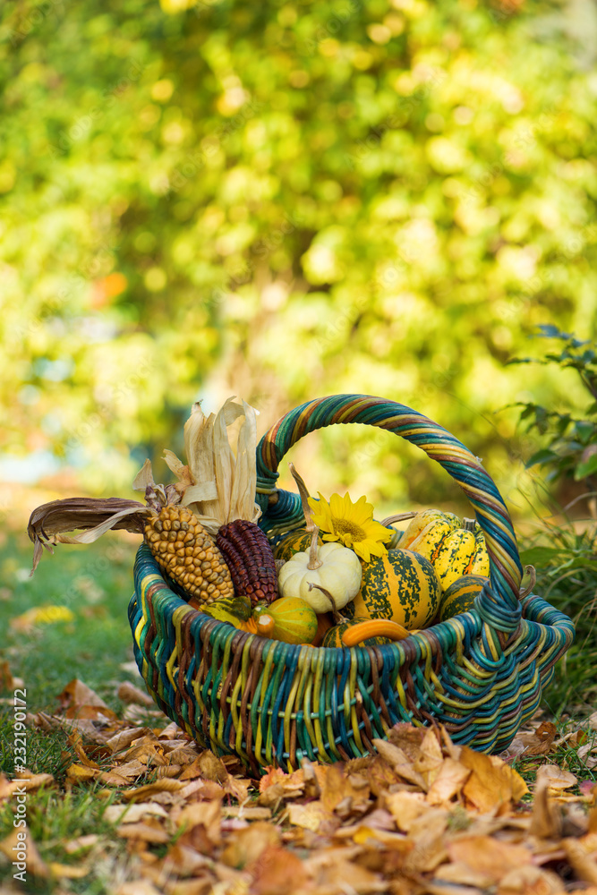 Basket with pumpkins in a garden