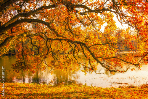 Tree by the lake during autumn in Lednice Park, Czech Republic