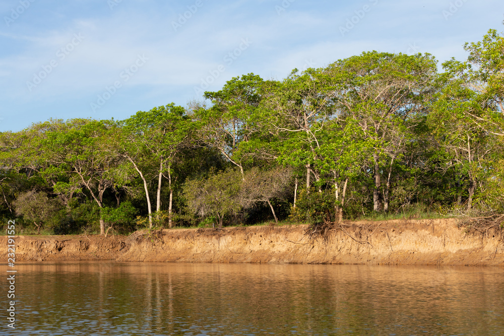 jungle view from the river. Pantanal landscape. jungle view from the river. Pantanal landscape.