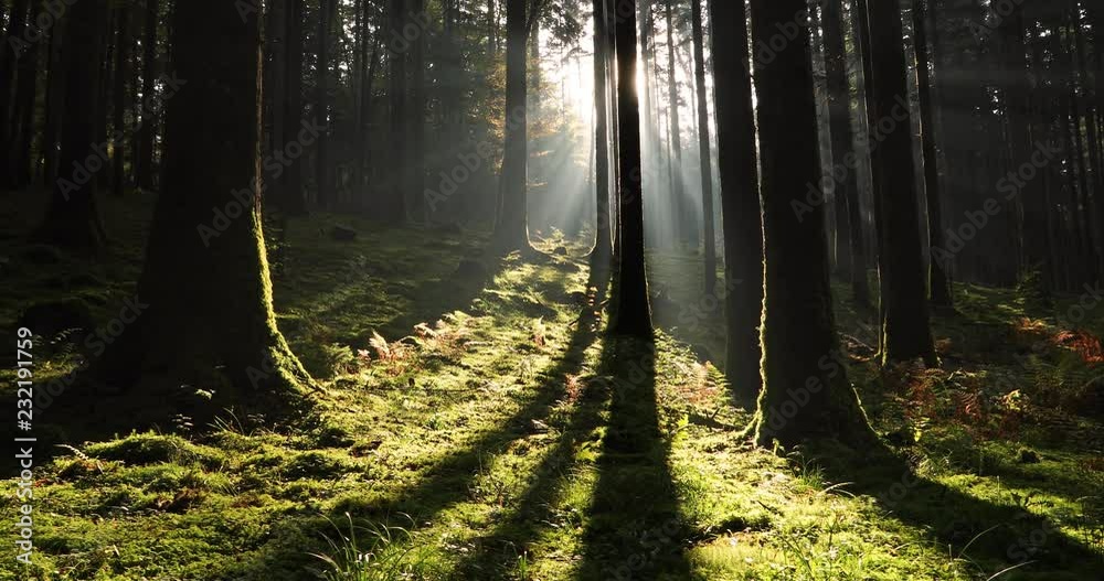 Magic morning sunlight in mossy forest landscape. Slow motion. Slider equipment used. 