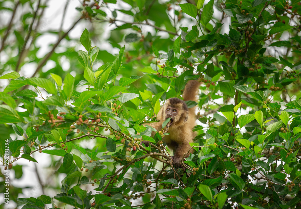 a light-haired monkey capuchin sitting on a tree.