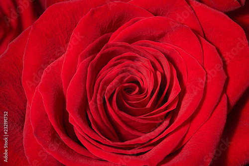 Red rose on white background  closeup  isolated