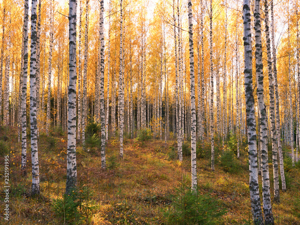 Fototapeta premium forest in autumn