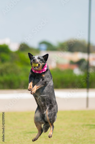 canine australian cattle dog jumping and playing with tennis ball in the park