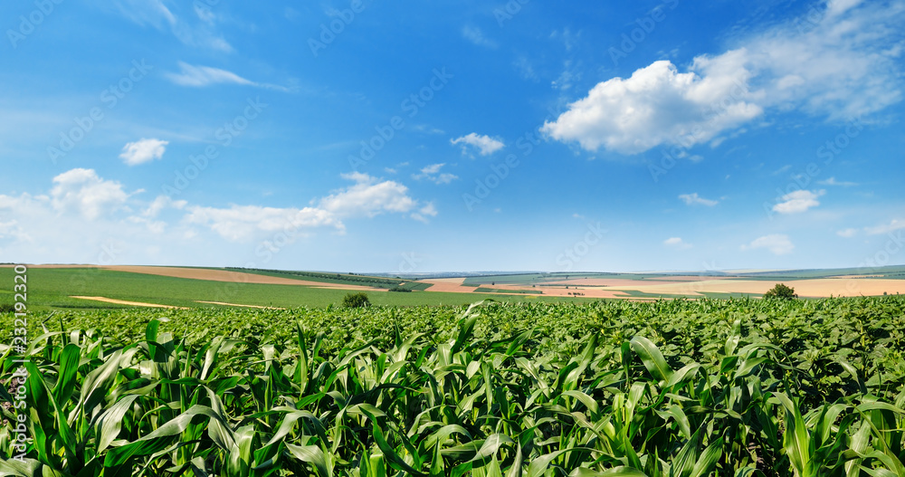 Bright green cornfield and blue sky with light cumulus clouds. Wide photo Bright green cornfield and blue sky with light cumulus clouds. Wide photo