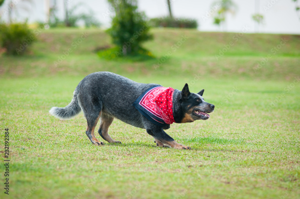 canine australian cattle dog jumping and playing with tennis ball in the park