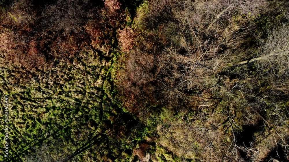 Autumn forest seen from above. Autumn forest seen from above.