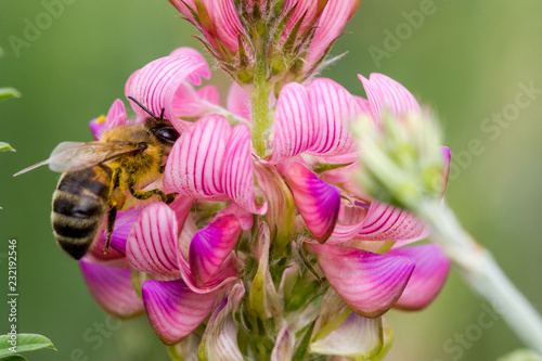 abeille sur sainfoin