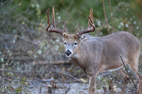 A close-up of a mature buck whitetail deer.