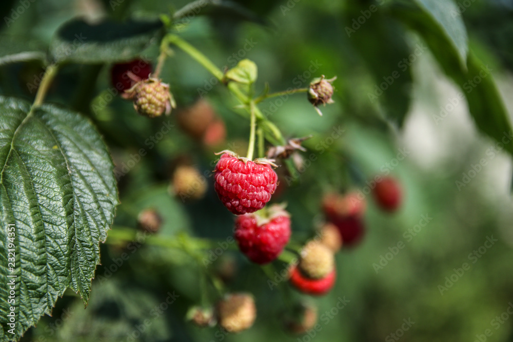 A branch of ripe and unripe raspberries in the garden with blurred background. Side view A branch of ripe and unripe raspberries in the garden with blurred background. Side view