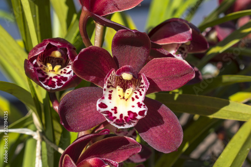 Garden Plant Flower Red Orchid Cymbidium or Boat Orchid