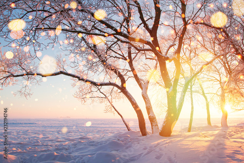 Frosty trees and snowflakes illuminated by sun