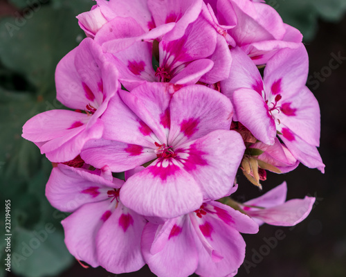 Fototapeta Naklejka Na Ścianę i Meble -  A bunch of pink flowers