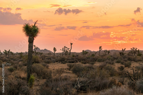 Joshua Trees #1