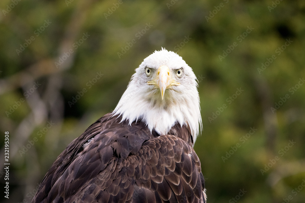 Fototapeta premium Eagle Eyes