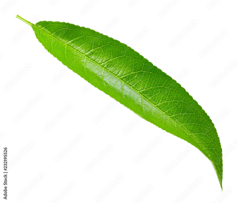 Obraz premium Peach leaf isolated