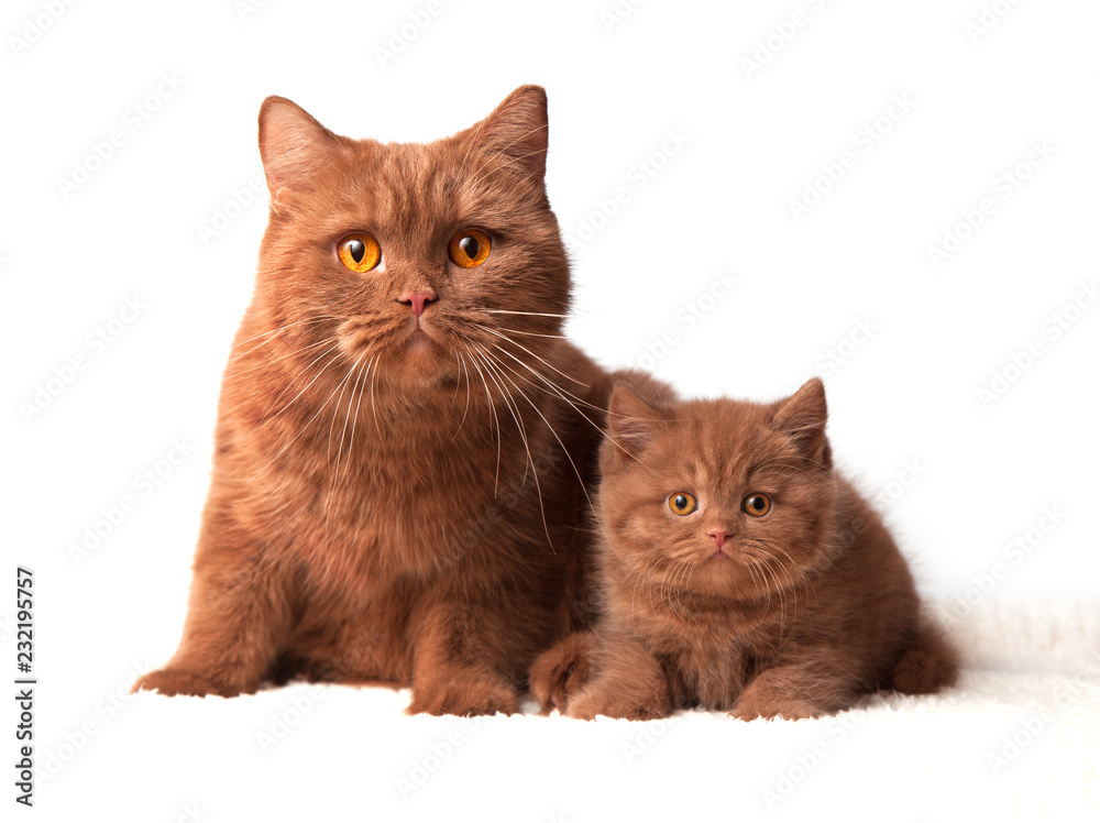Cinnamon color British shorthair cat mother with little kitten, isolated on white background
