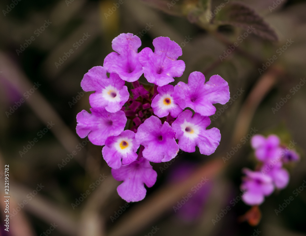 Tiny purple flowers on green natural background