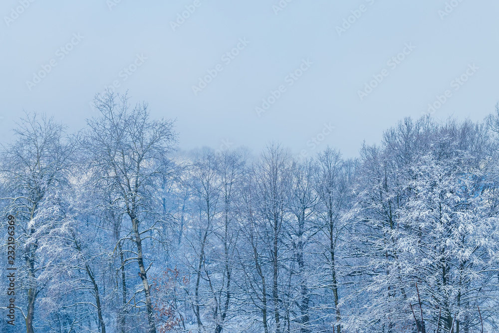 light fog in the winter park. tall trees covered with snow and cloudless sky light fog in the winter park. tall trees covered with snow and cloudless sky