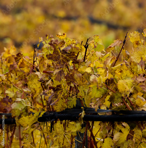 colorful Vieneese wineyards in autumn photo