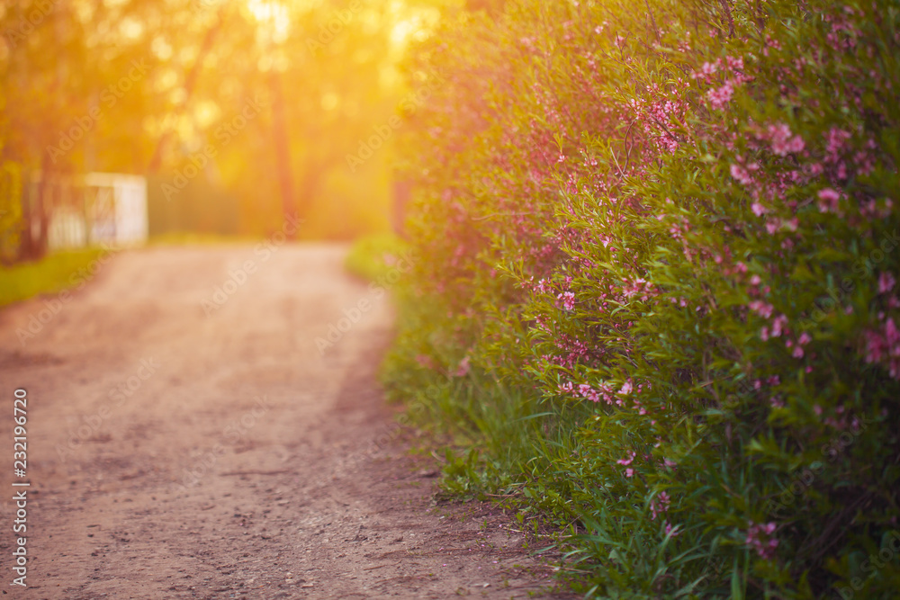 Selective focus natural background of green color. The view from the lower angle to the road surrounded by flowering vegetation. Pink flowers growing along road. The background is green and pink. Selective focus natural background of green color. The view from the lower angle to the road surrounded by flowering vegetation. Pink flowers growing along road. The background is green and pink.