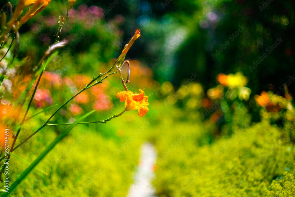 Beautiful Garden of Giverny of Monet Beautiful Garden of Giverny of Monet
