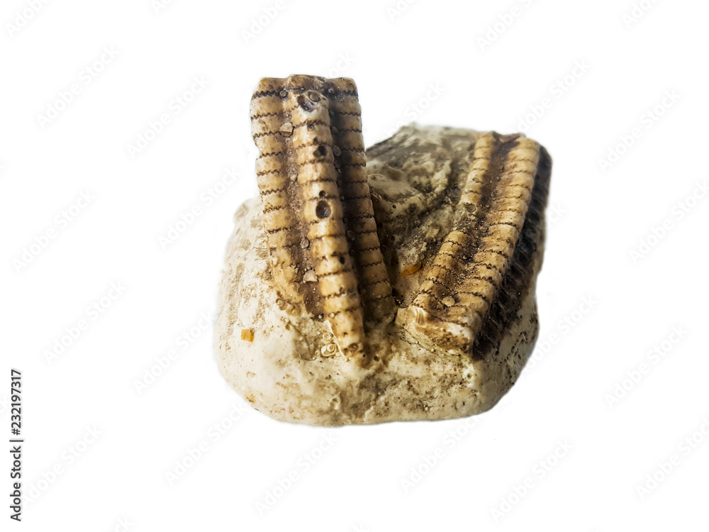 Pentacrinus crinoid fossil Pentacrinus crinoid fossil