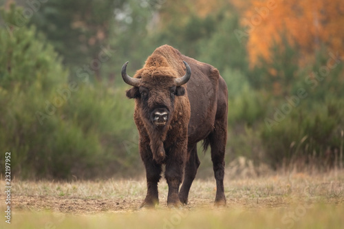 European bison, bison bonasus, Ralsko © prochym