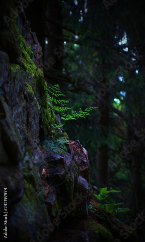 detail of a green fern in a dark forest