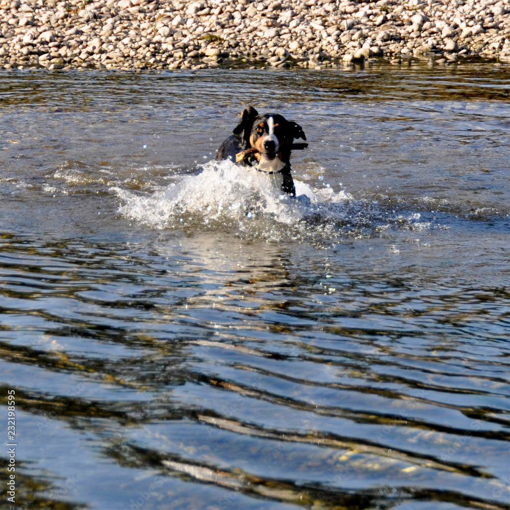 Appenzell swiss mountain dog with a stick in his mouth on the river Appenzell swiss mountain dog with a stick in his mouth on the river
