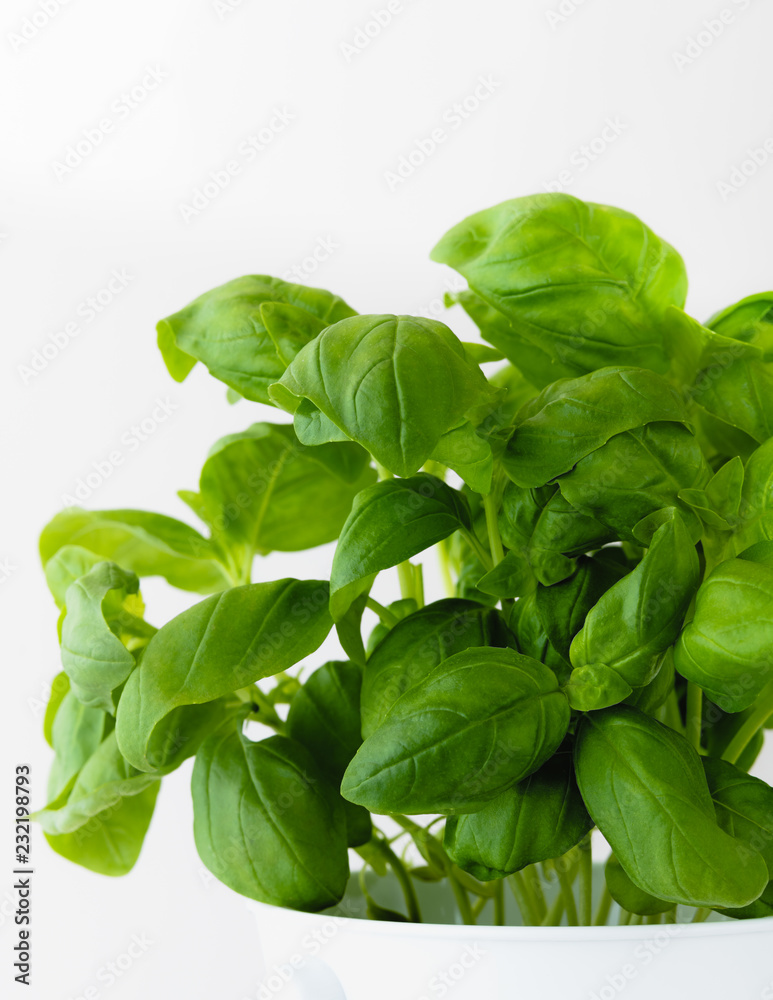 fresh basil isolated on white background