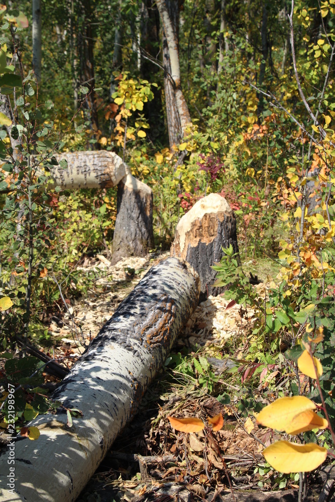The Handy Work Of Beavers, Elk Island National Park, Alberta The Handy Work Of Beavers, Elk Island National Park, Alberta