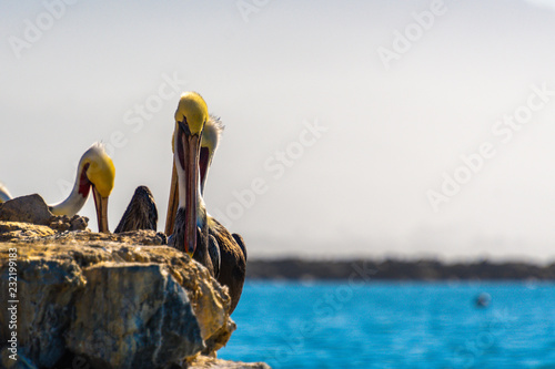 Pelicans on the rocks