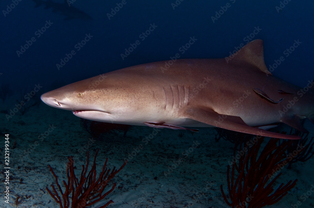 Fototapeta premium The Misunderstood Lemon Shark