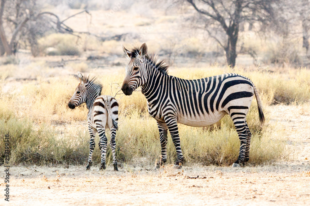 Obraz premium Zebra mit Jungtier