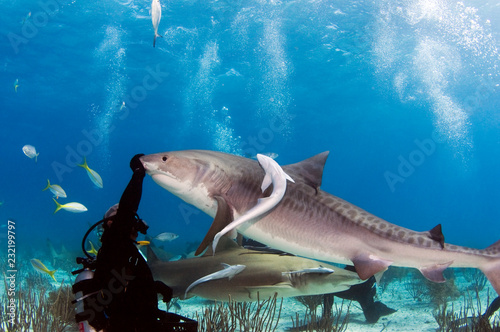 Diver Fending off a tiger shark